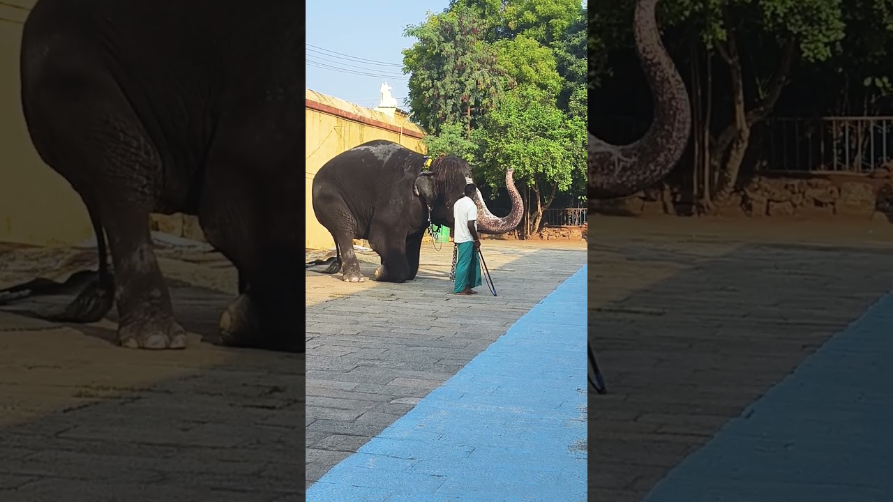 Perur Patteshwarar 🙏 Temple Kalyani 🐘.  #perur #elephant #temple #vlog #devotional #tamilnadu #