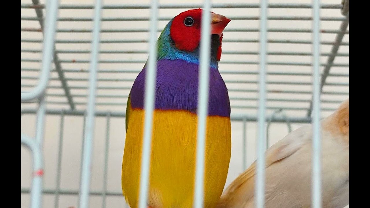 ,, Bird cage ,,   Romanian version 