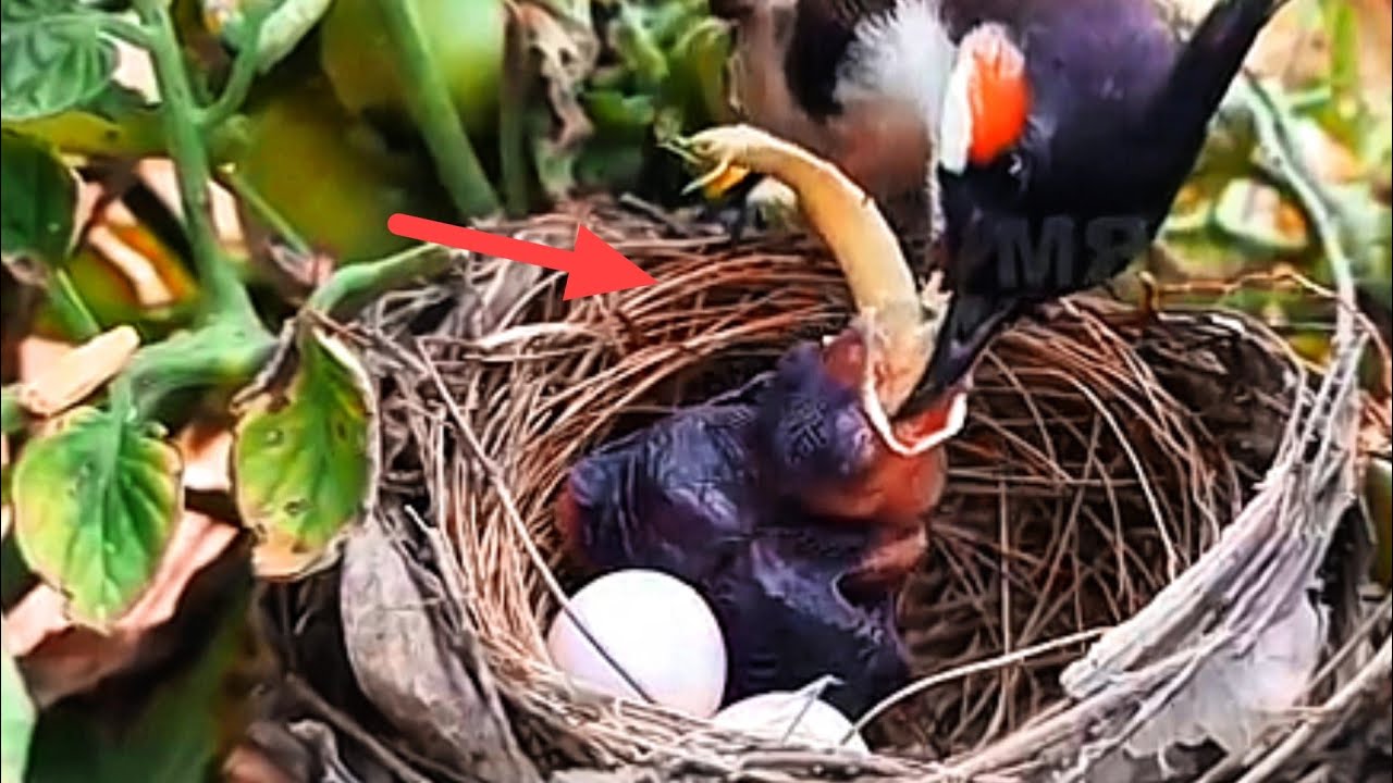 MAKANAN SUPER BESAR BAYI BURUNG KESAKITAN