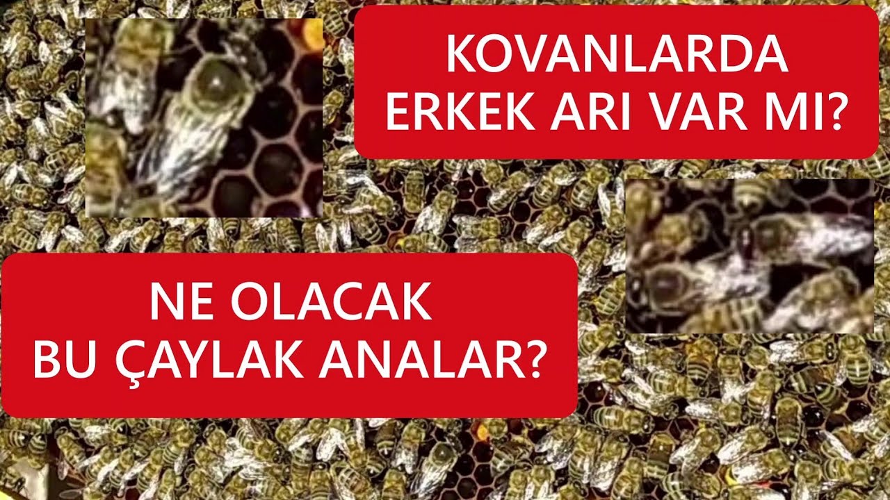 BAL AKIMINA GÜÇLÜ KOVANLARLA GİRMEK.