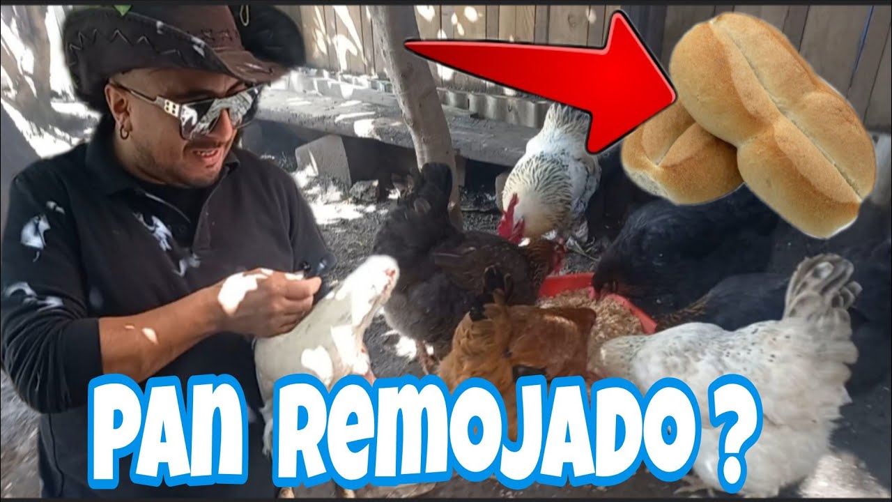 Es bueno o malo darles pan remojado a tus gallinas ? Aquí te explico 👇😁