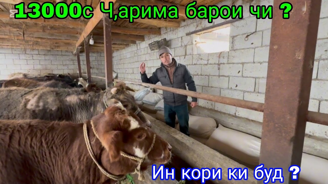 13000с Ч,арима ( Штраф ) барои чи буд, 13 января 2025 г.