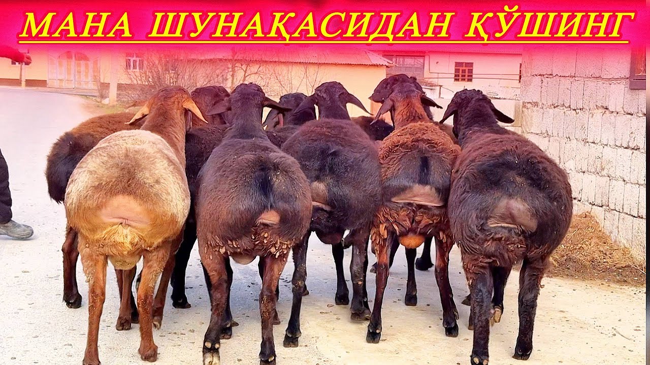 ТЎҒРИ ОЁҚ ҚЎЛЛАРИ НАСЛБОБ БУЛАР БАРИ 