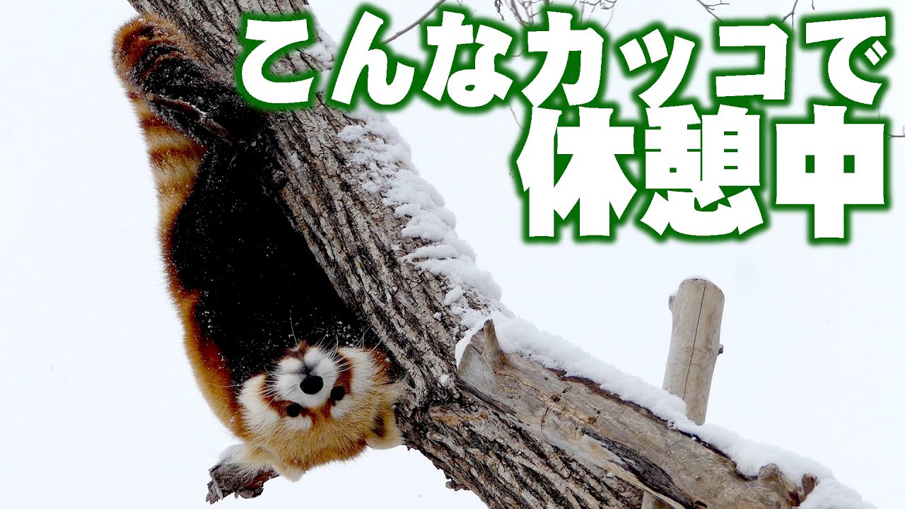 【円山動物園のレッサーパンダ】2015年下半期のギン 　 Red Panda GIN at Maruyama Zoo in the second half of 2015