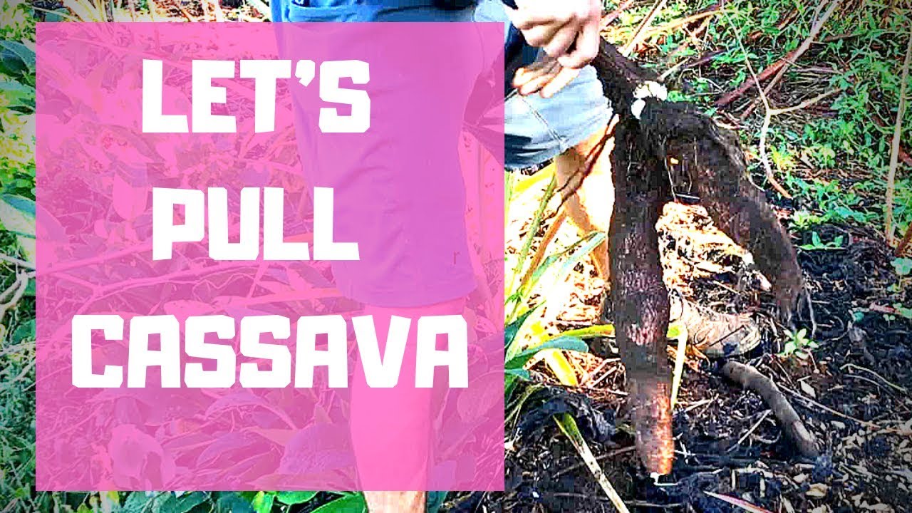 Cassava Plant. Pulling Tubers!