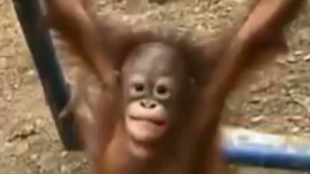 Baby Orangutan Hurts Itself and Takes It Like a Man