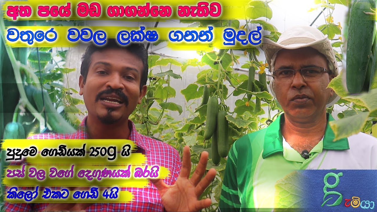 243 අත පයේ මඩ ගාගන්නෙ නැතිව clean suite පිටින් වතුරේ වගා කරල මුදල් මවමු hydroponics salad cucumber