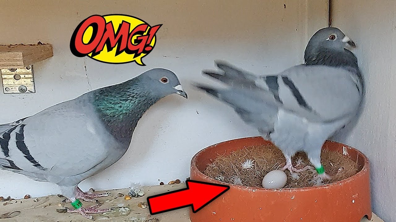 My Racing Pigeons First Egg!!!!