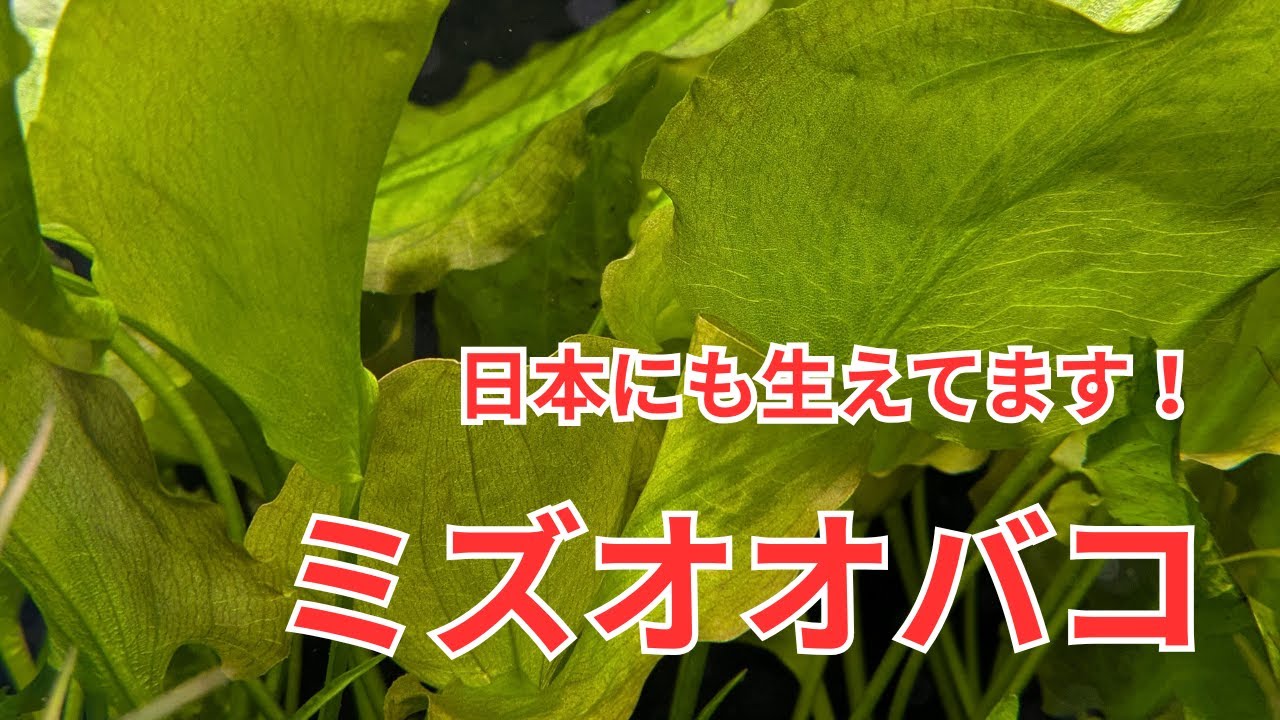 日本にも自生している素敵な水草「ミズオオバコ」をご紹介！
