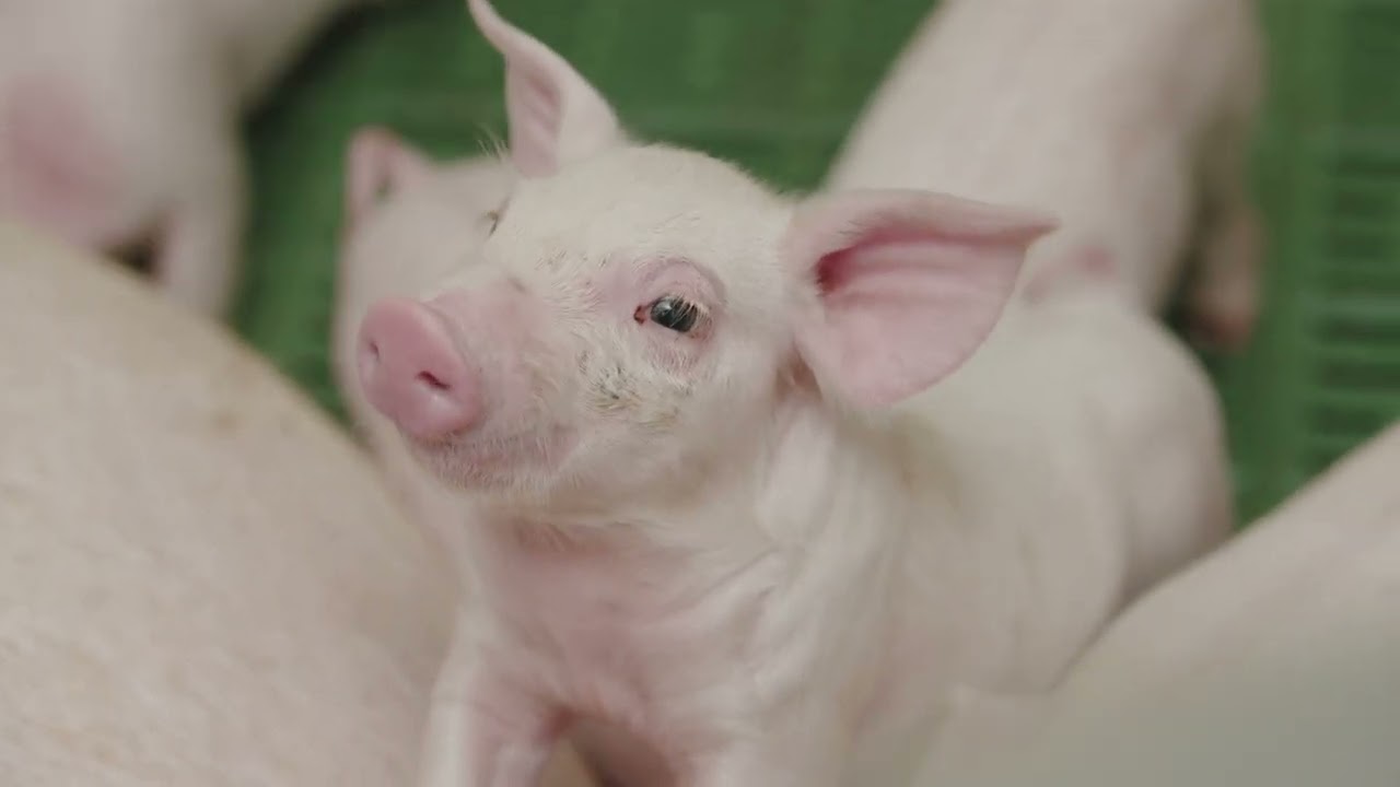 Lifecycle of a Pig