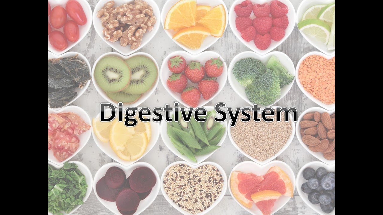 Medical Terminology Word Parts of the Digestive System