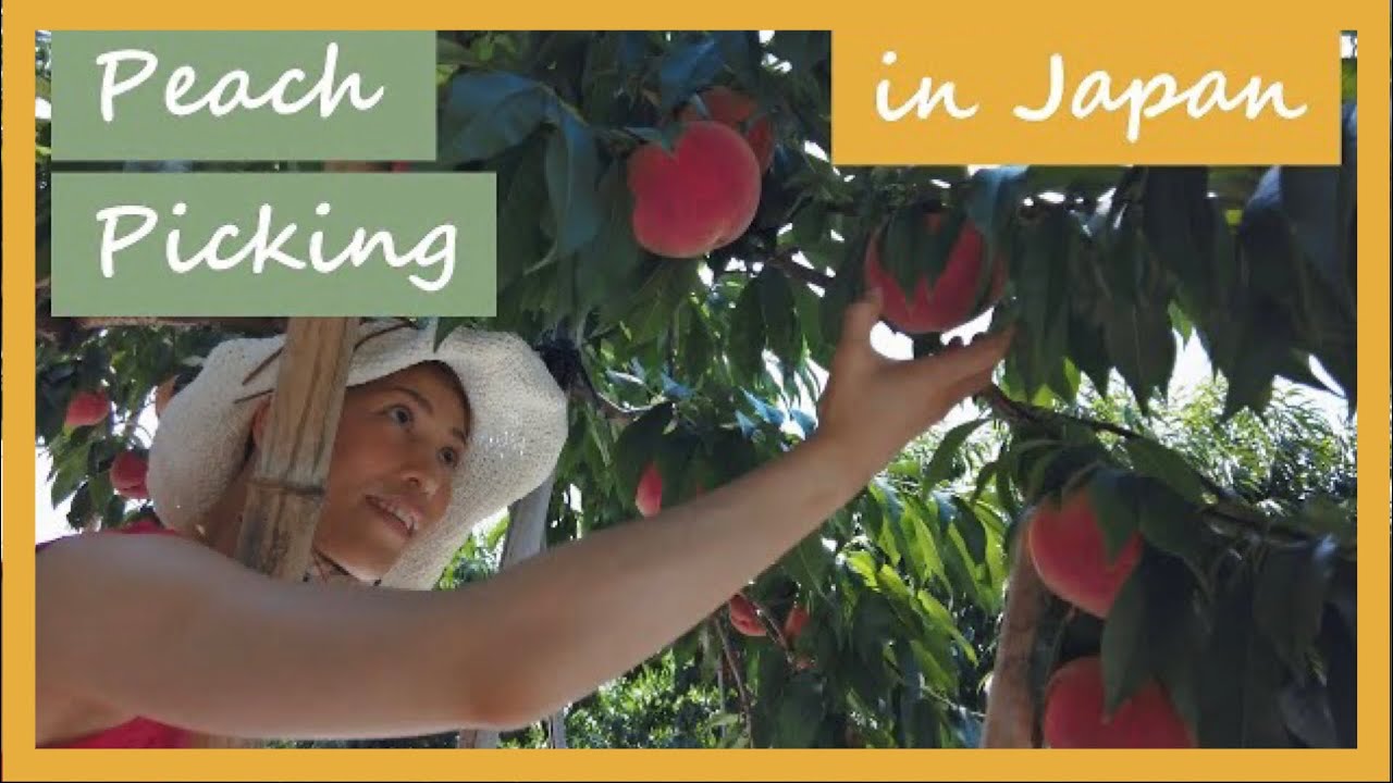 Peach Picking | Life in Japan - Fruit Picking | 桃狩り