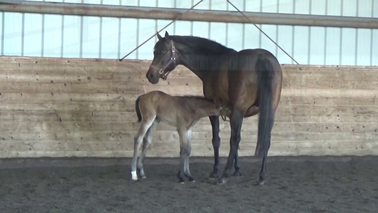 Fiorella - one week old filly by Foundation / Sandreo / Lauries Crusador xx