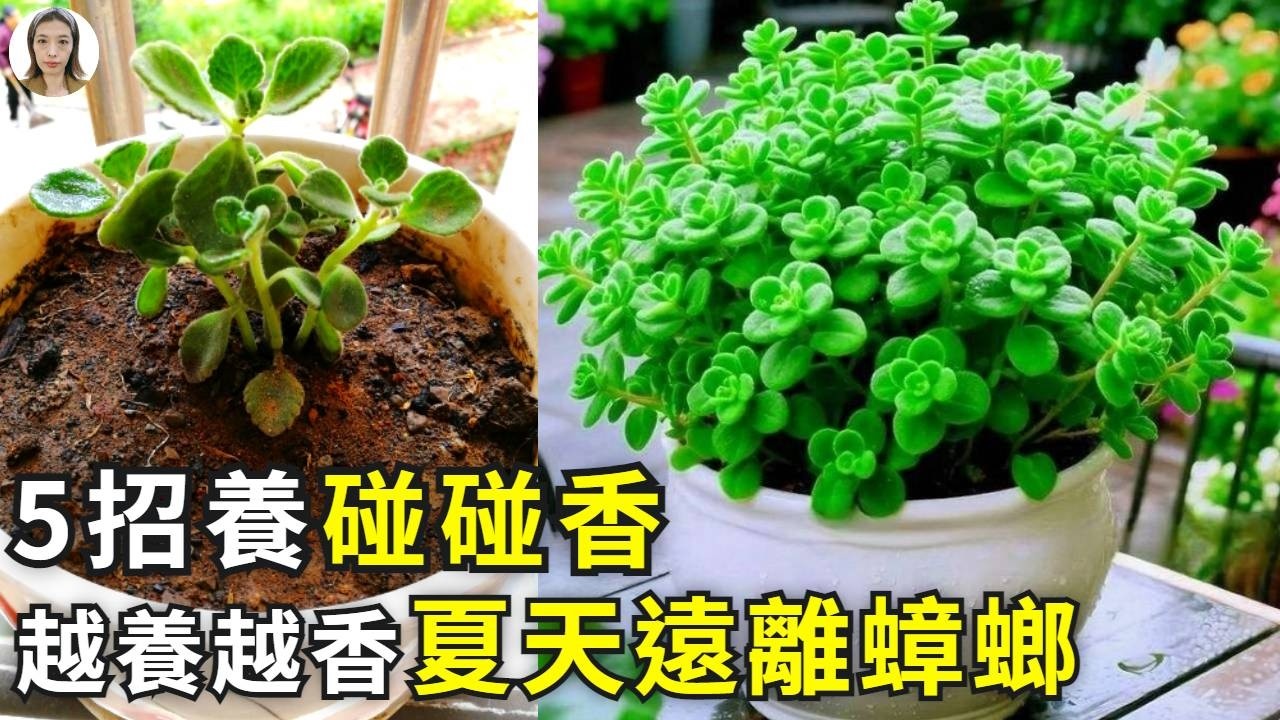 夏天蟑螂最怕它！碰碰香5招養到狂爆盆，1盆變10盆，滿屋生香天然防小強！|左手香|花花世界