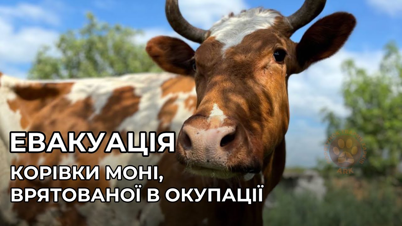 ЛИПЦІ | Евакуація бойової корівки Моні, врятованої під час окупації
