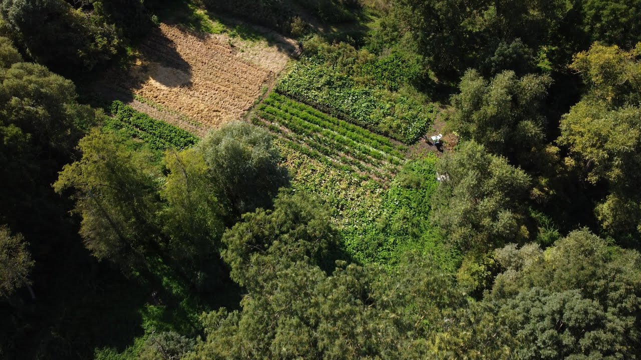 Solidarische Landwirtschaft 