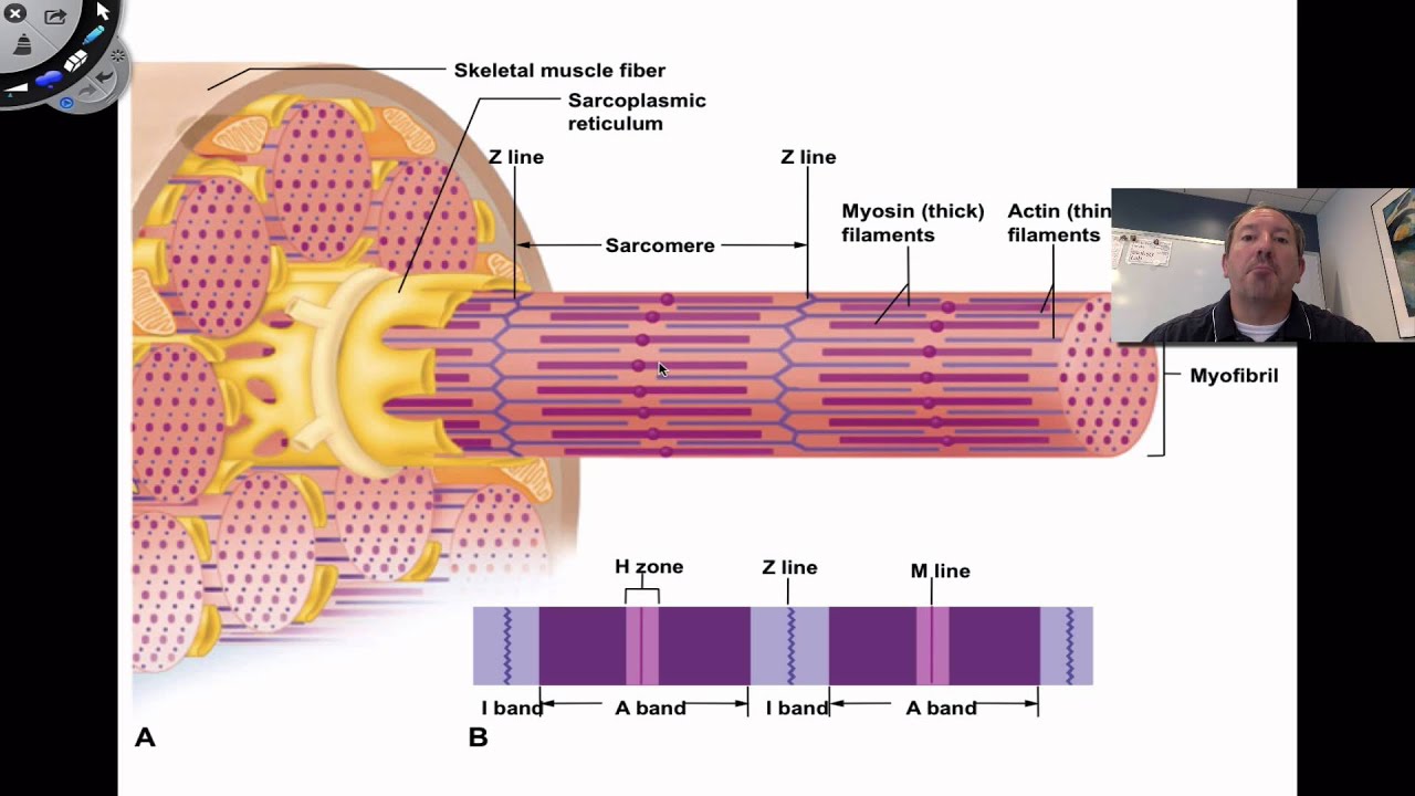 Muscle Contraction