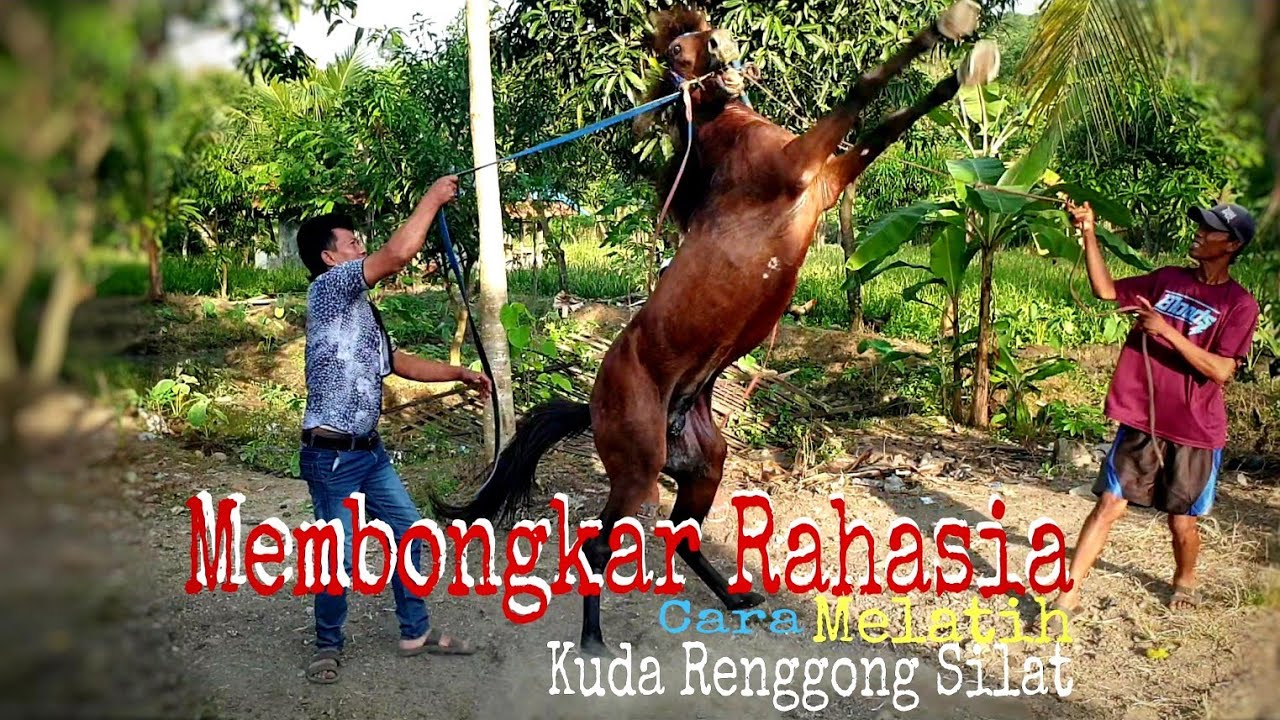 MEMBONGKAR RAHASIA CARA MELATIH KUDA RENGGONG SILAT | Dancing Horse