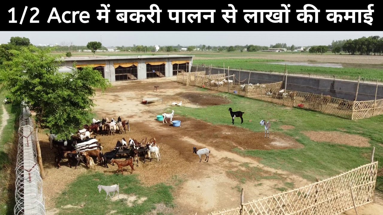 ऐसा शानदार बकरी फार्म देख कर मज़ा आ जाएगा | 3 Year's Experience With Goat Farming | Goat Farm Tour