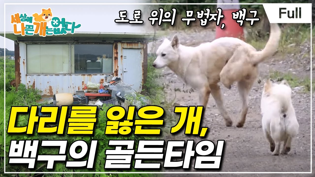 [Full] 세상에 나쁜 개는 없다 - 다리를 잃은 개, 백구의 골든타임