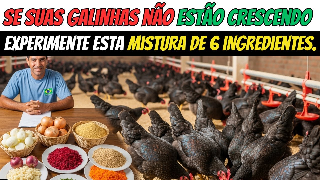 Essa ração caseira com 6 ingredientes faz minhas galinhas crescerem super rápido e botarem ovos