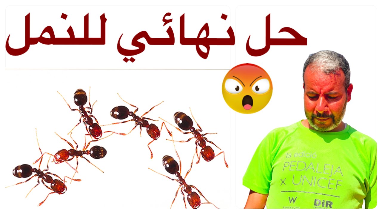 لا تقتل النمل تخلص منه بهذه الحيلة السهلة جدا