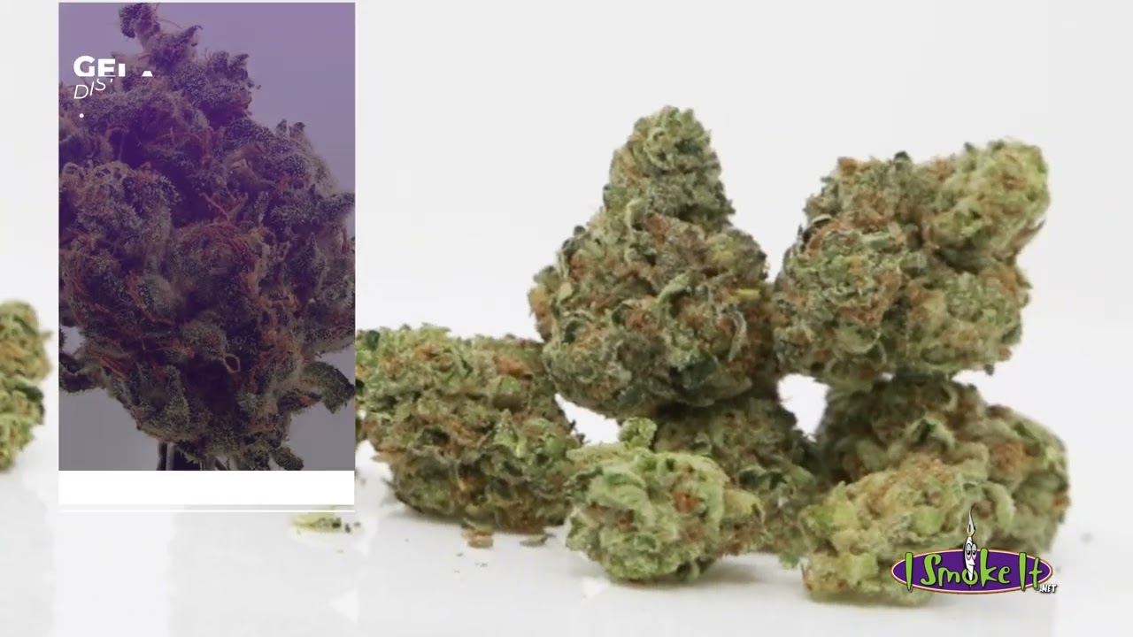 GELATO CAKE by DISTRICT CANNABIS #SHORT #SHORTS   4K