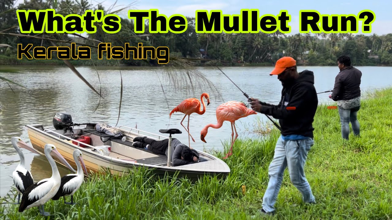 MULLET RUN ഒരുപാട് മീനുകൾ ഉള്ള വിചിത്രമായ സ്ഥലത്ത് ഞങ്ങൾ എത്തി!😳അവസാനം കിട്ടിയ മീൻ👌#fishing