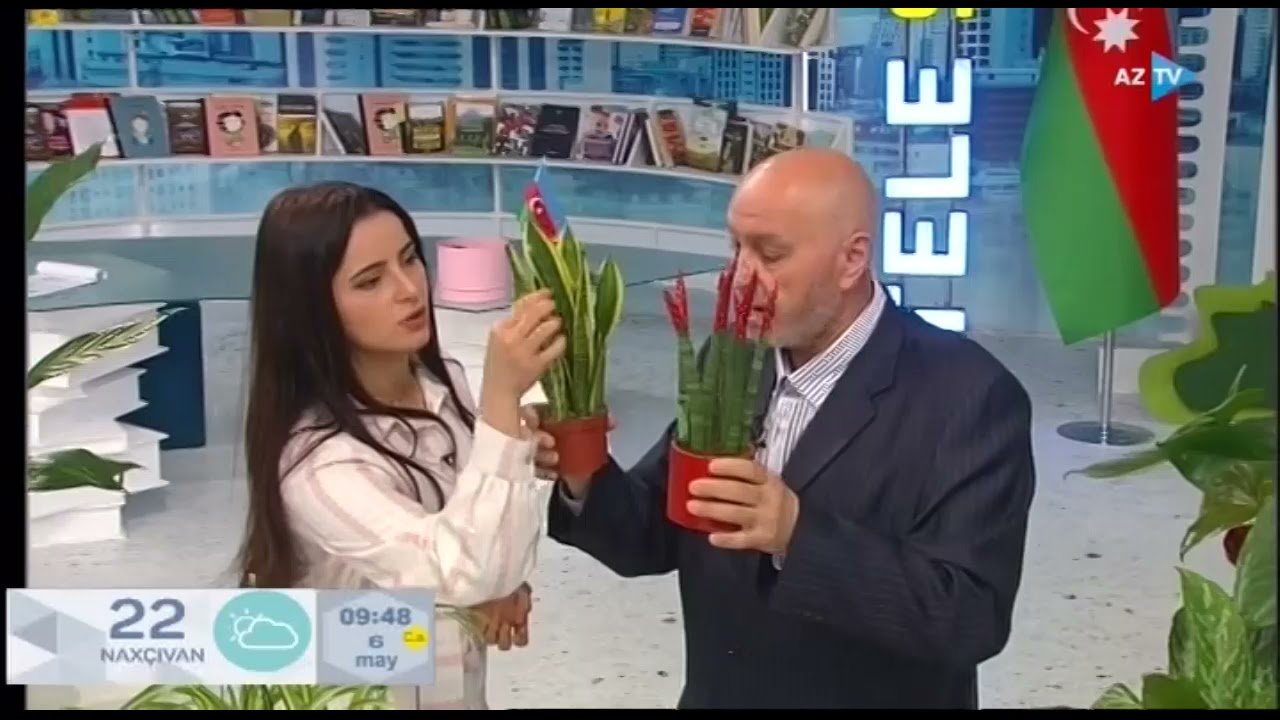Dibçək güllərinə düzgün qulluq qaydaları - Bağban Arif İsmayılov