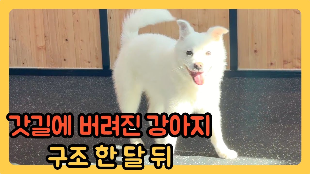구조견 한 달 뒤 모습 근데 이제 행복을 곁들인[퍼피교육 진도믹스 korean jindo jindo mix]