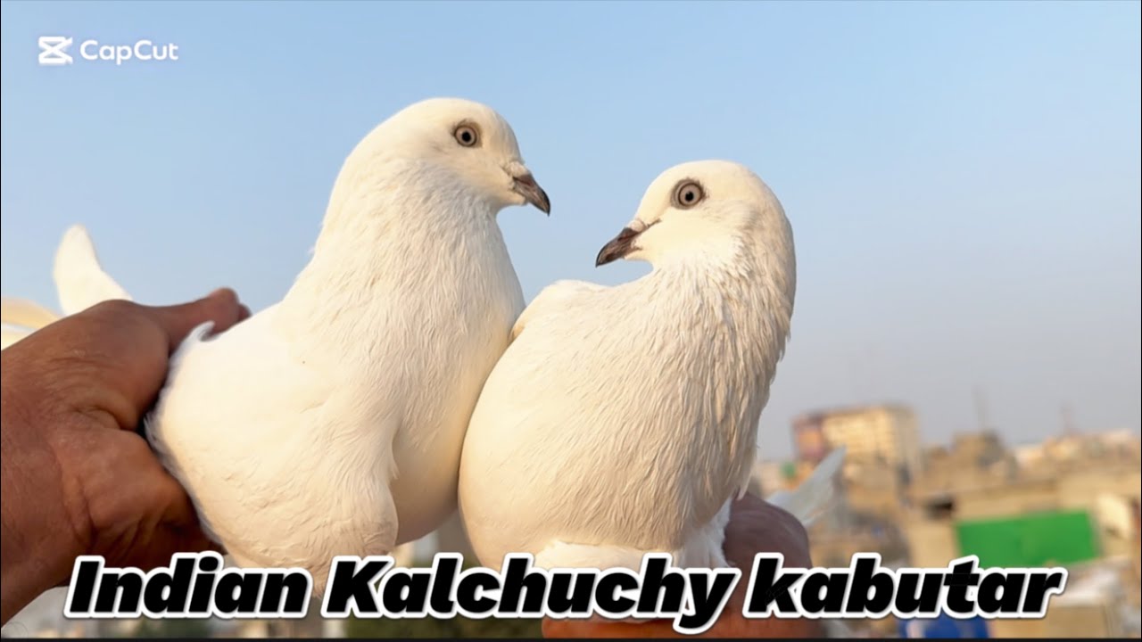 Original kalchuchy kabutar || pure Indian shemsham Waly kabutaro ka shoq !!! 