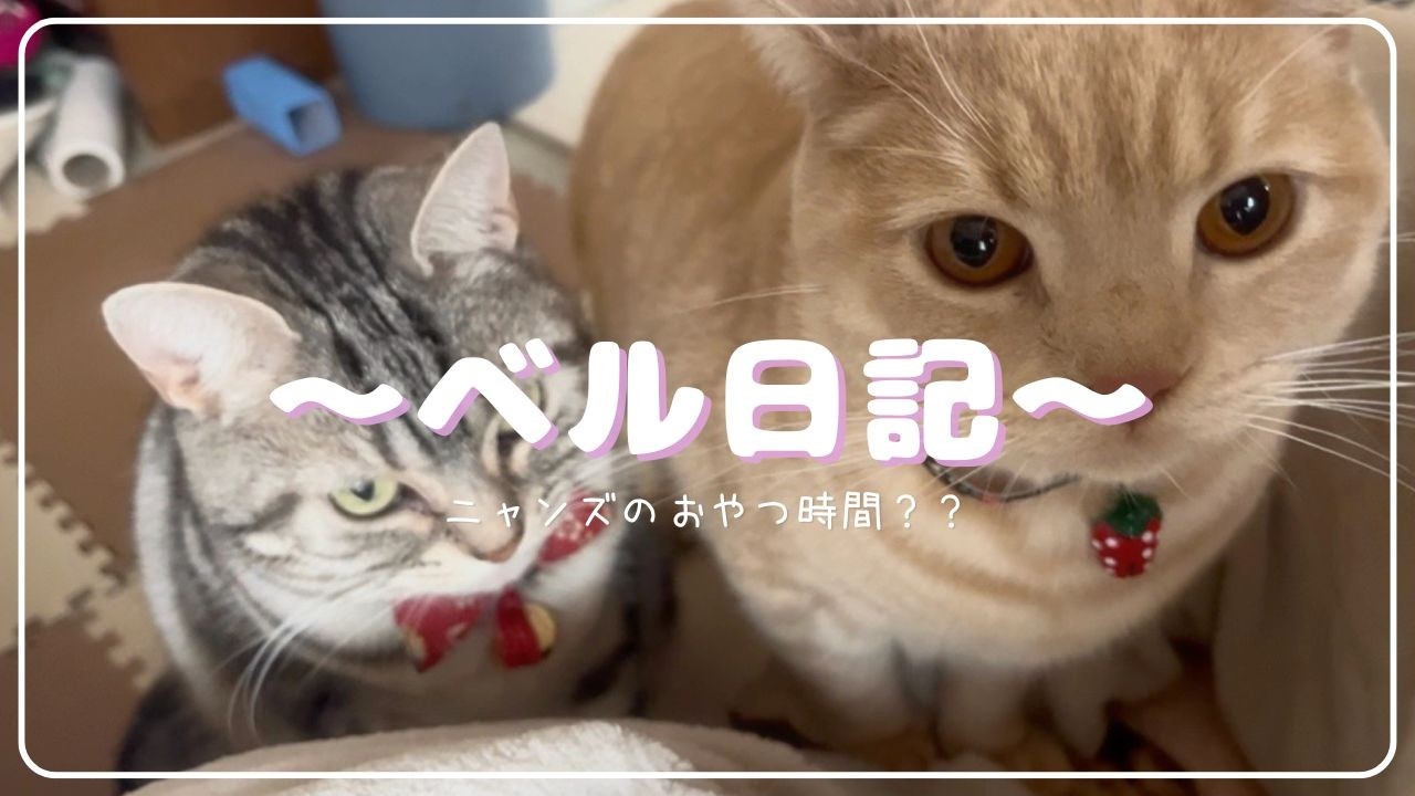 ニャンズが興奮！？おやつ大好きニャンズ