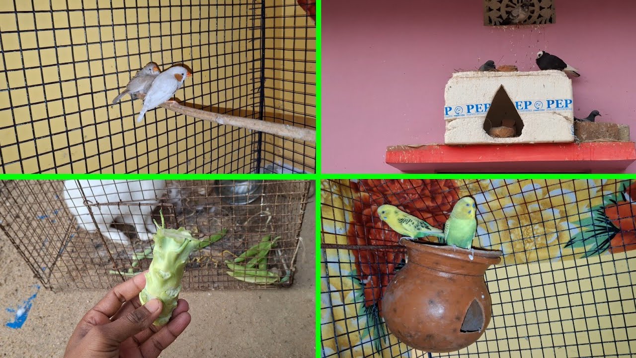 Budige Parrot ko baar baar kya ho jata hai | Pets Vlogs | Daily Routine | Love Birds 
