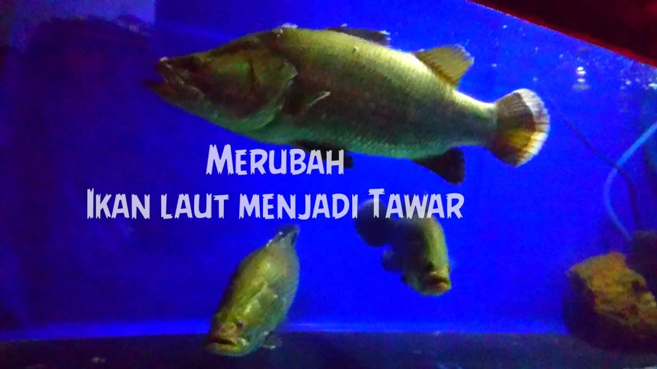 Cara merubah ikan barramundi laut menjadi tawar cara ke 1 (cara ekstrim)