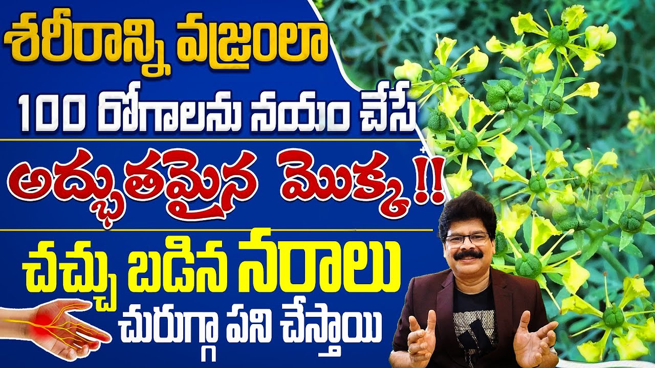 ఈ కషాయం తాగితే నరాలన్నీ యాక్టివ్ అవుతాయి | The Amazing Health Benefits | Nerve Pain | Joint Pain