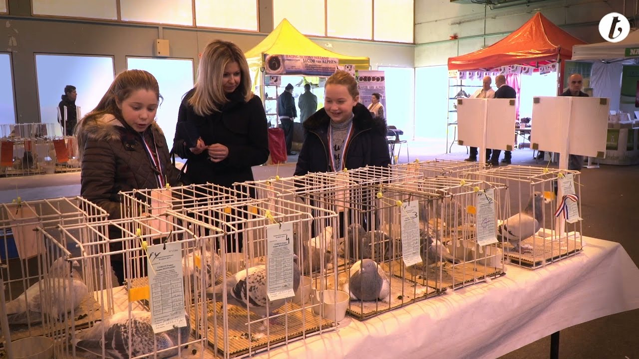 LES PIGEONS VOYAGEURS FONT UNE HALTE À THIONVILLE