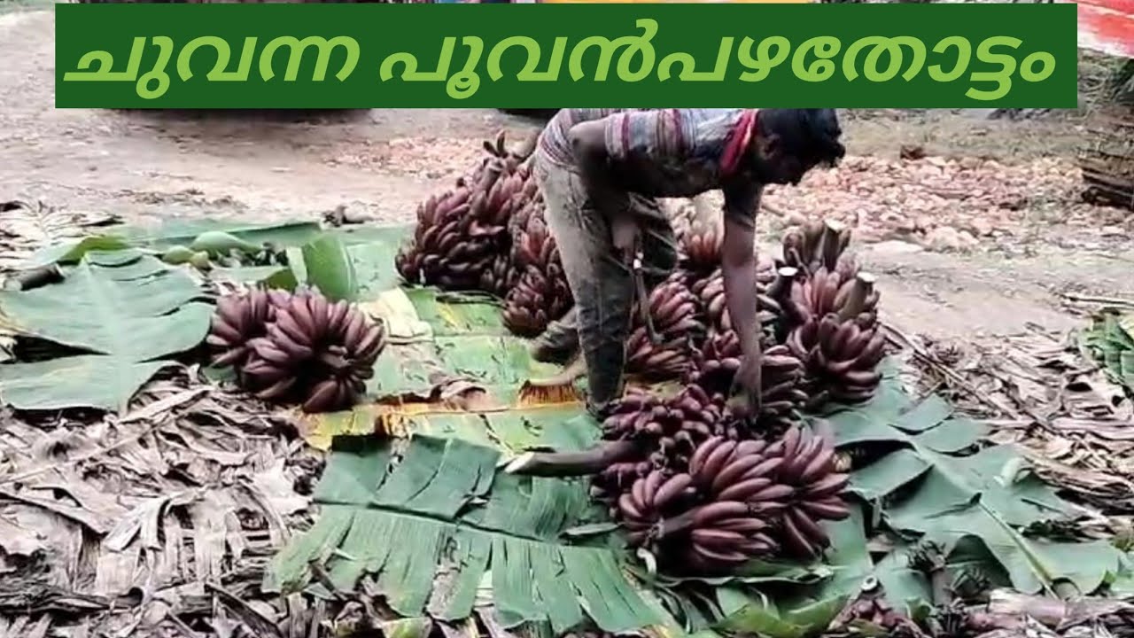 വാഴത്തോട്ടത്തിലെ രാജാക്കന്മാർ   ചുവന്നത് #Usmankcvlogs #bananaAgriculcherr