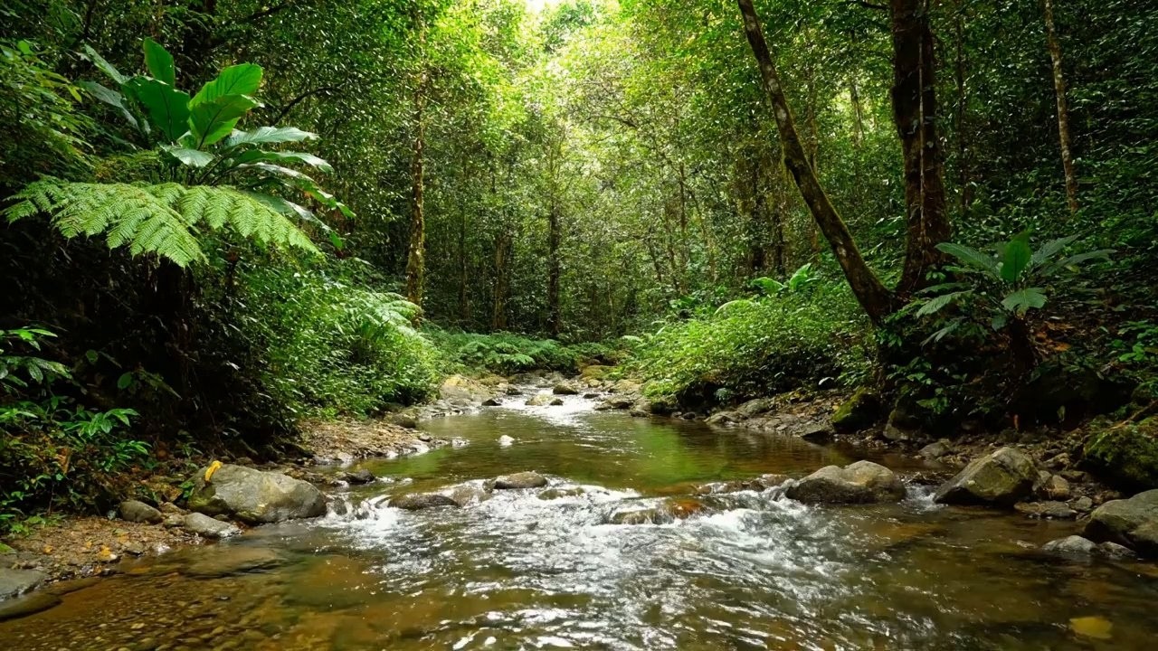Emotional Calm – Beautiful Enchanted Water River Sound in Natural Forest – Anxiety Ease