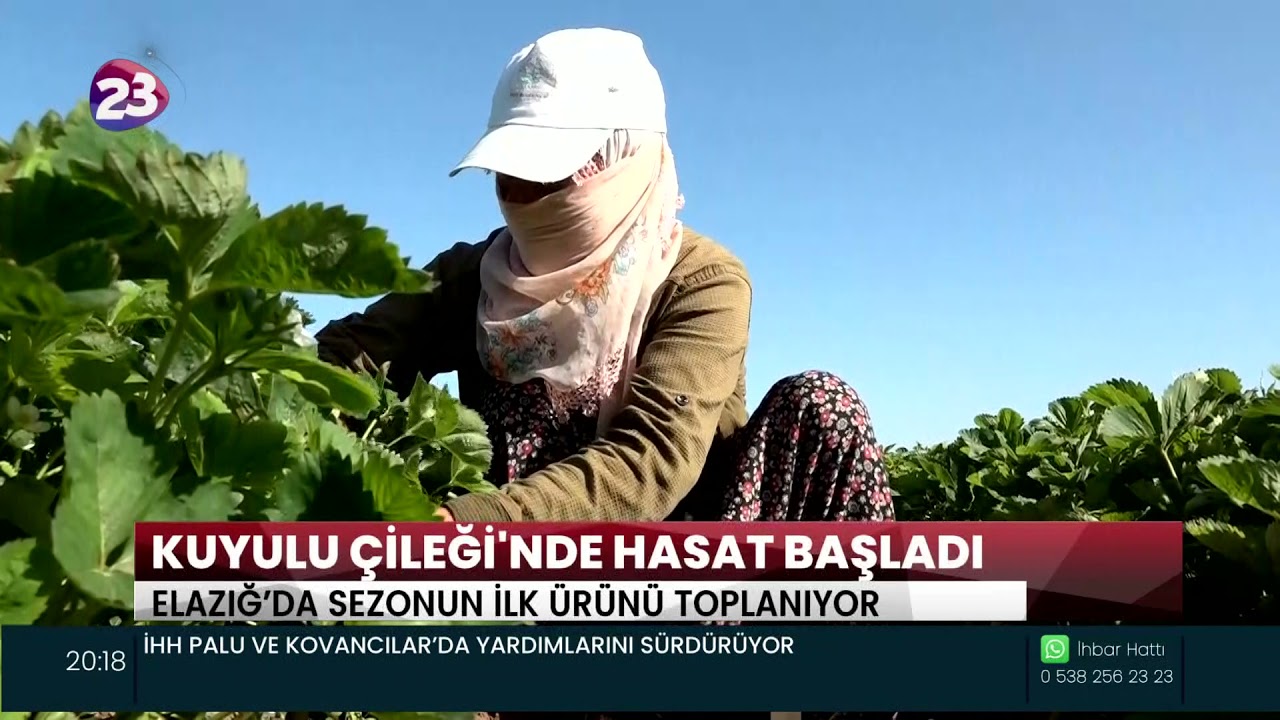 KUYULU ÇİLEĞİ'NDE HASAT BAŞLADI