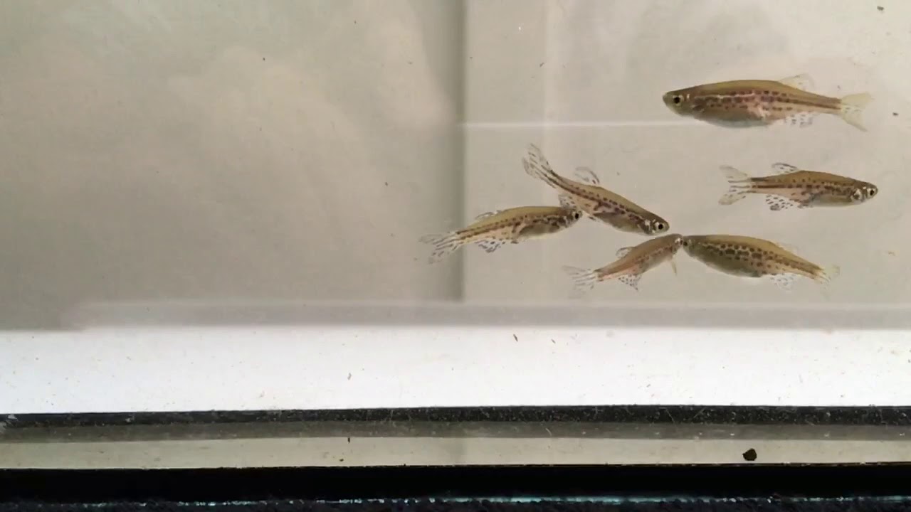 Danio tinwini (in slowmotion)