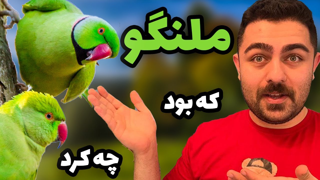 معرفی طوطی ملنگو : معروف ترین طوطی آسیا || everthing about indianringneck