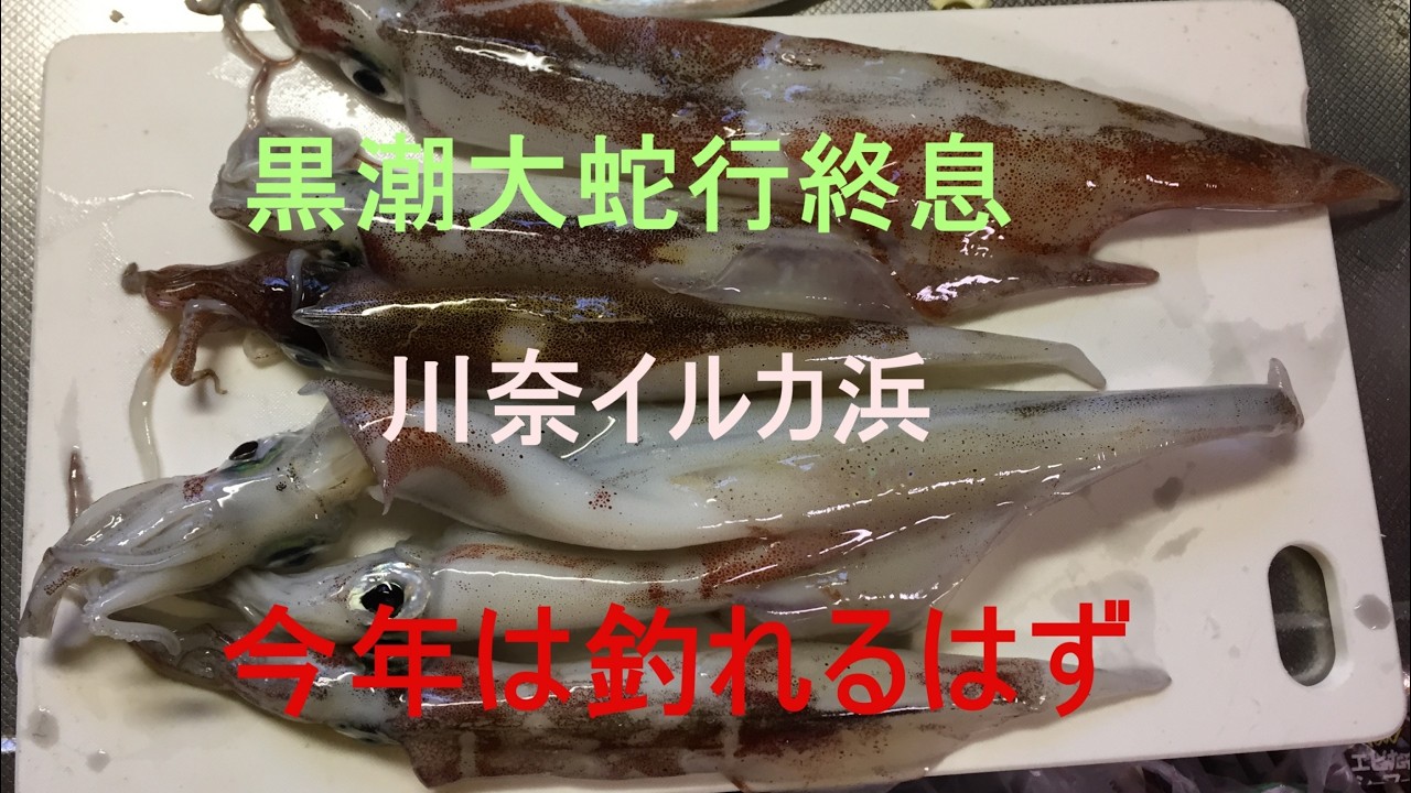 川奈イルカ浜にヤリイカは戻っているのか