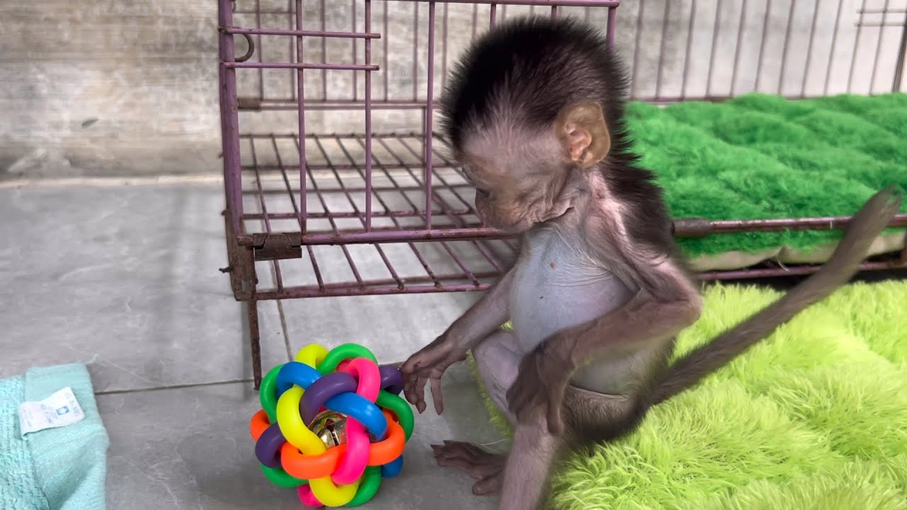 Baby monkey Wini is curious about this rubber ball