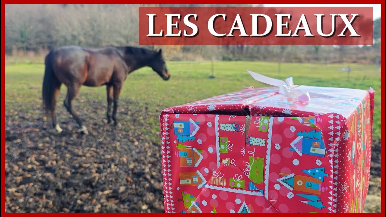 LES CHEVAUX ONT RECU LEURS CADEAUX ! - Est ce Nagini va réussir à ouvrir le sien ?