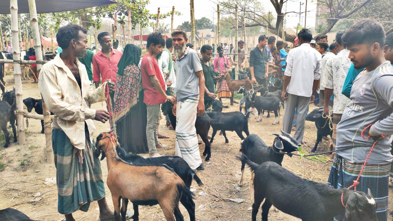 @ ১০/০৩/২৫ ছাগলের হাট দেওহাটা। ছাগলের দাম কম না বেশি ঈদ উপলক্ষে। Goat Price BD 26। 