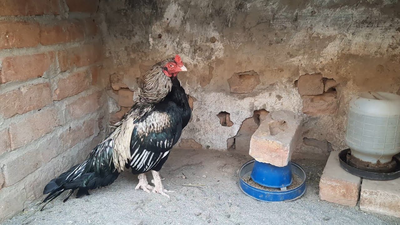 Amroha Aseel Farm Rawalpindi update December 14, 2024 #mianwaliaseel #amrohaaseel #aseel @asfarms