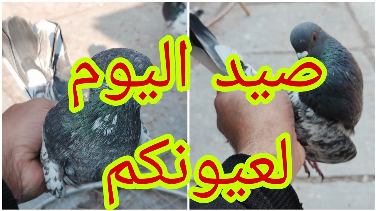 😍😍احلا صيد ودبل لعيونكم بلمخابط🥰وصورت مطيار الحمر مشاءالله تونس🥰وصورت الخانات والطبكات جديده@