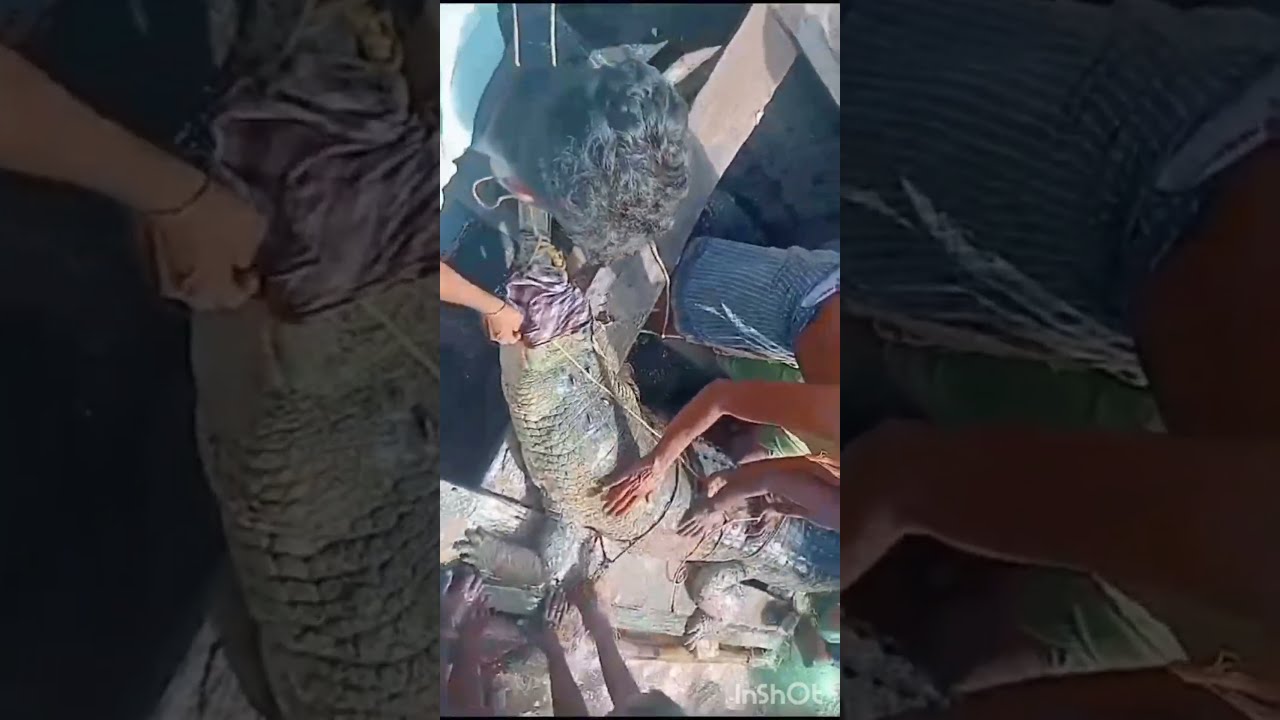 Caught in the Act: Fisherman vs Crocodile in Odisha Kordha water | ମତ୍ସ୍ୟଜୀବୀ ବନାମ କୁମ୍ଭୀର #india