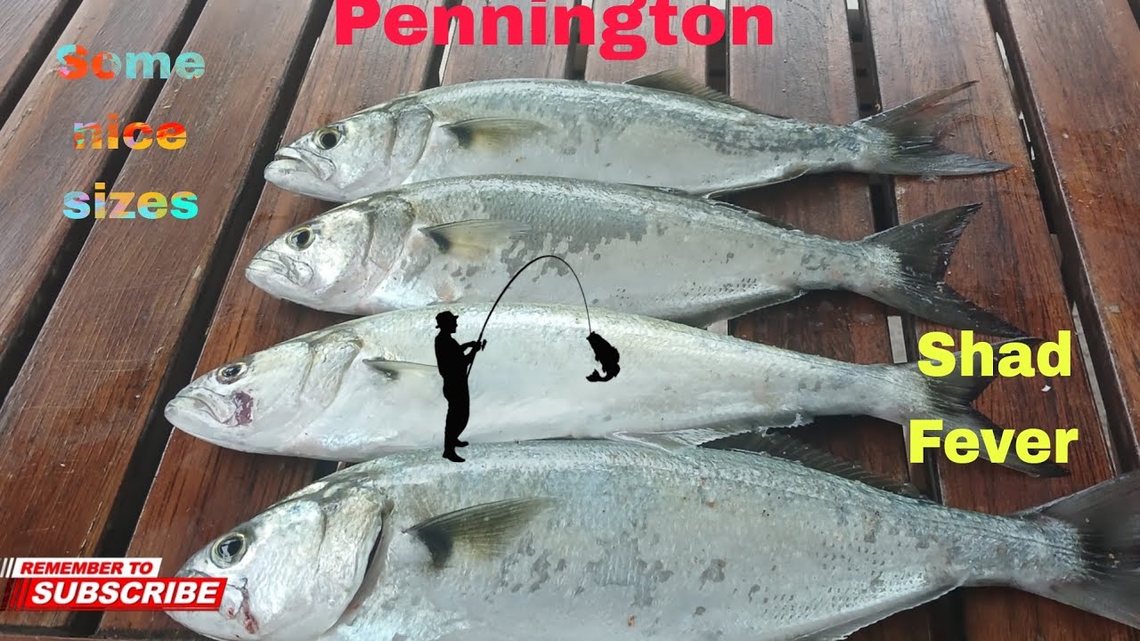 OFFROAD4LIFE, Fishing in Pennington for Shad, KZN, South Africa.