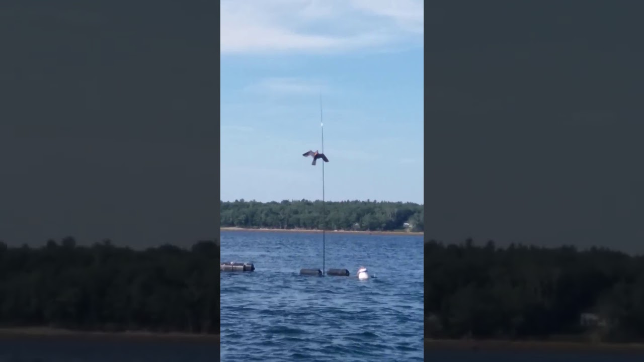 Bird deterrent kite in action